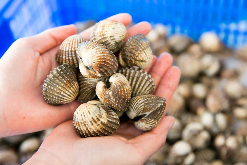 Loài vật "đại bổ" có ở Việt Nam: Người Trung Quốc say mê, giá không rẻ nhưng bán tới đâu hết tới đó - Ảnh 1.