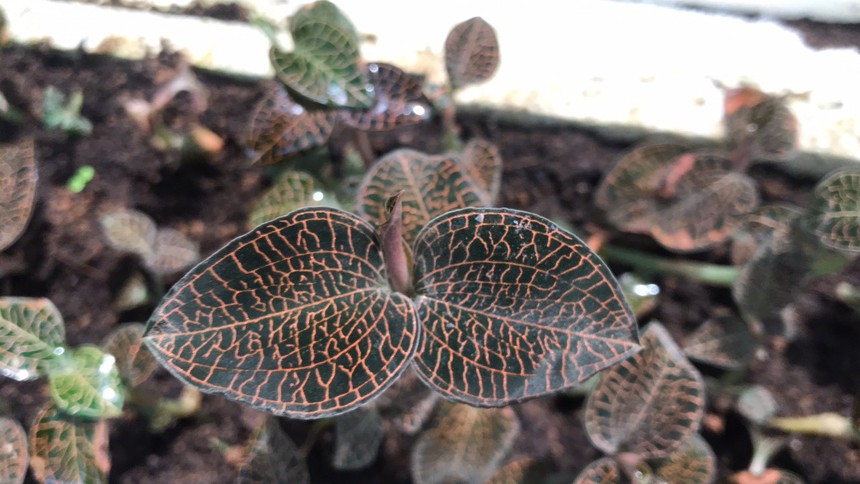 Loài cỏ dại rừng sâu được coi là "thần dược", thương lái Trung Quốc từng sang Việt Nam săn lùng đẩy giá lên 100 triệu/kg - Ảnh 1.