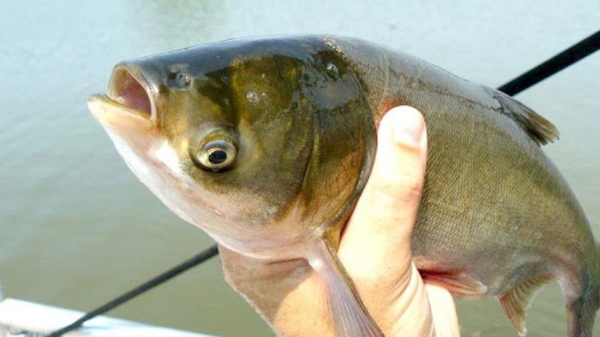 Chữ và nghĩa: Cá mè lưỡi hái - Ảnh 1. Chữ và nghĩa: Cá mè lưỡi hái - Ảnh 1.