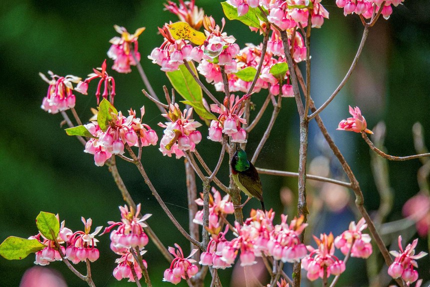 Vẻ đẹp bốn mùa quyến rũ của Sun World Ba Na Hills - Ảnh 1.