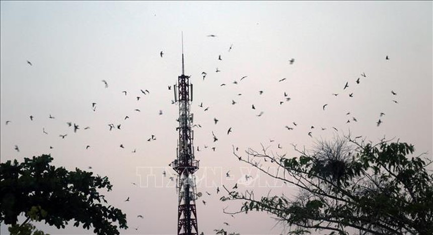 Tăng cường giải pháp ngăn chặn tình trạng săn bắt trái phép chim yến - Ảnh 1.