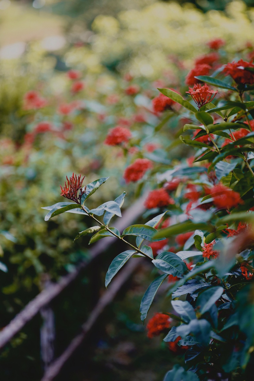 Vườn mẫu đơn đỏ rực lưng chừng đồi ở Hà Nội - điểm check in mới của hội chị em “sống ảo” - Ảnh 3.