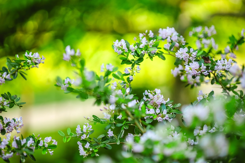 Vườn mẫu đơn đỏ rực lưng chừng đồi ở Hà Nội - điểm check in mới của hội chị em “sống ảo” - Ảnh 11.