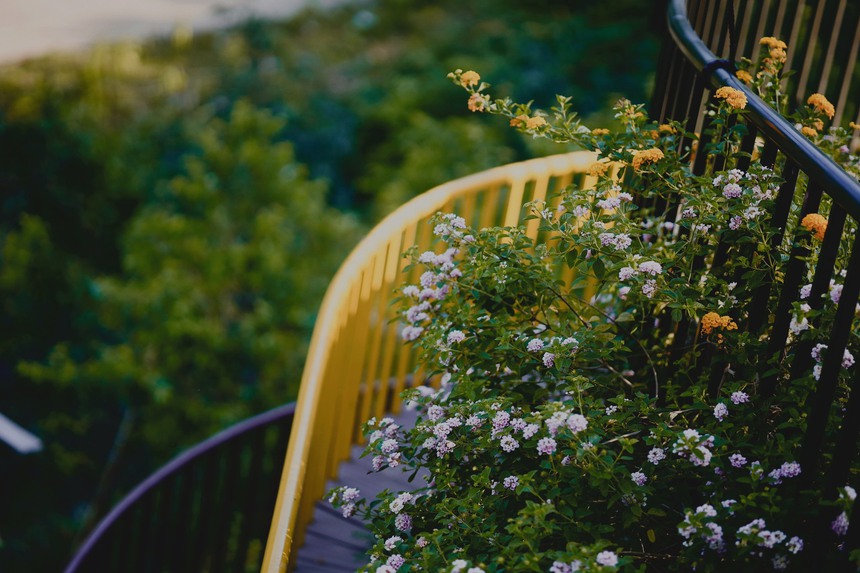 Vườn mẫu đơn đỏ rực lưng chừng đồi ở Hà Nội - điểm check in mới của hội chị em “sống ảo” - Ảnh 8.