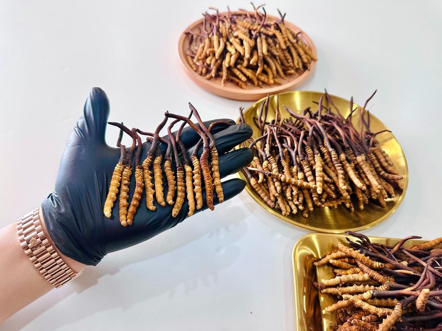 6 lợi ích của đông trùng hạ thảo Tây Tạng với người chơi Golf - Ảnh 1.