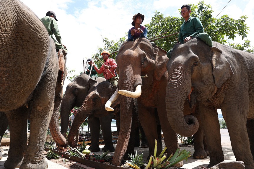 Đắk Lắk: Mở tiệc Buffet chiêu đãi đàn voi nhà - Ảnh 2.