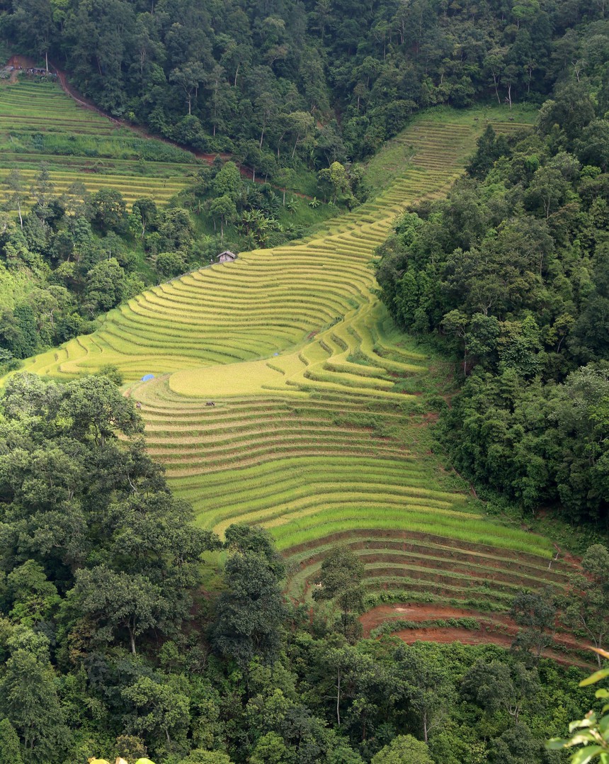 Về Bát Xát ngắm 'mùa vàng' trên những thửa ruộng bậc thang - Ảnh 2.
