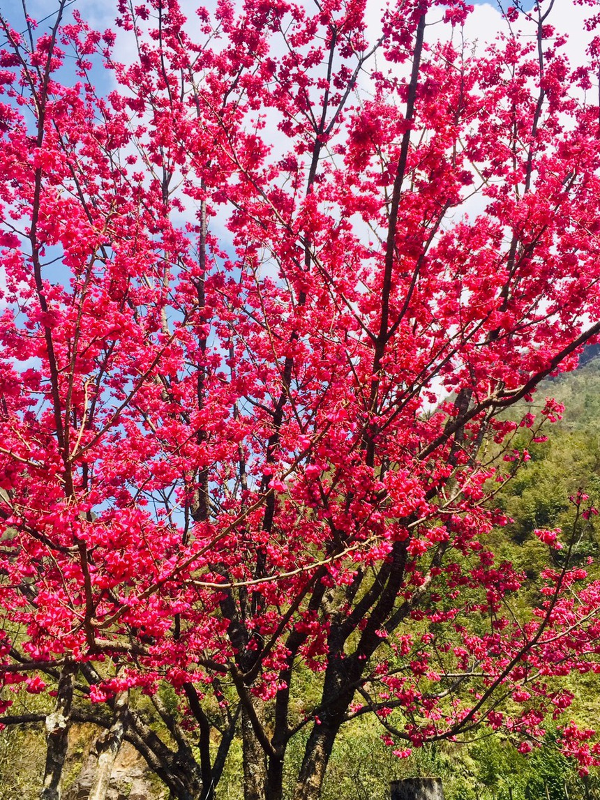 Séo Mý Tỷ đốn tim dân phượt với tuyệt cảnh cắm trại trên mây, vào mùa hoa nở ngất ngây cả bản làng - Ảnh 12.