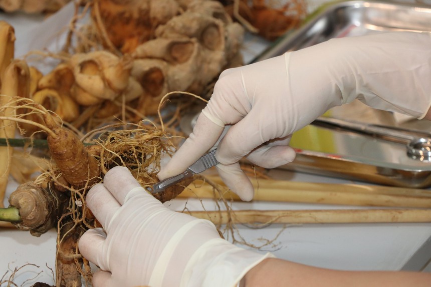 Đã có thiết bị phân biệt sâm Ngọc Linh thật, giả - Ảnh 1.