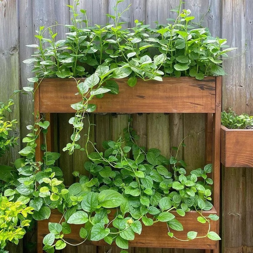 Dâu hào môn Tăng Thanh Hà làm nông mát tay: Thành quả thu hoạch mướt mắt - Ảnh 9.