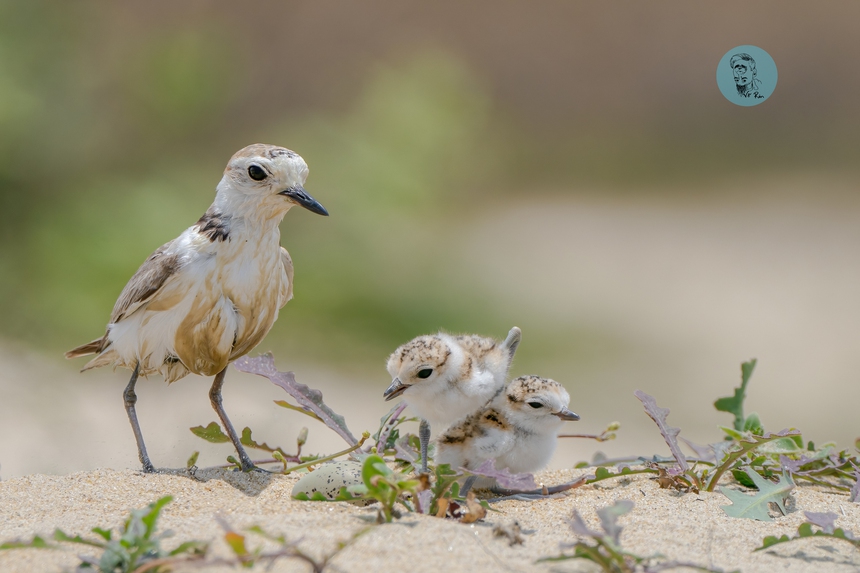 Võ Rin - Nhiếp ảnh gia tận hiến cho thiên nhiên - Ảnh 2. Võ Rin - Nhiếp ảnh gia tận hiến cho thiên nhiên - Ảnh 2.
