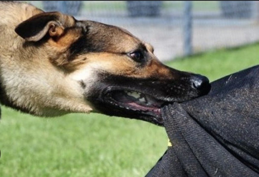 Gia Lai: Đã có 11 trường hợp tử vong do bệnh dại, cao nhất khu vực Tây Nguyên - Ảnh 1.