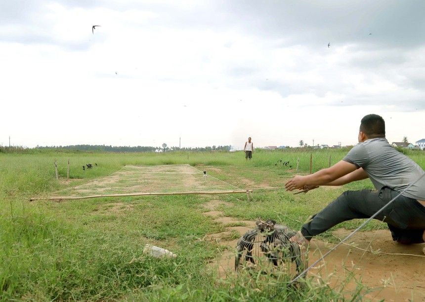 Báo động tình trạng 'tận diệt' chim trời tại Diễn Châu (Nghệ An) - Ảnh 1.