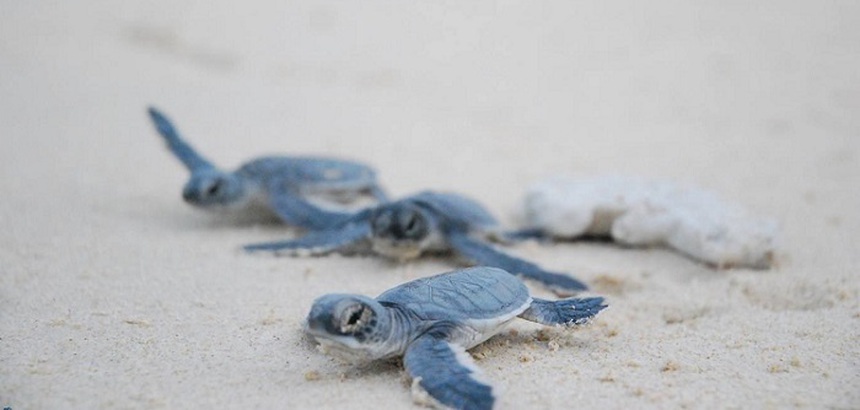 Lặn ngắm san hô, lướt cano khám phá Vĩnh Hy - "đôi mắt biếc" của Ninh Thuận  - Ảnh 6.