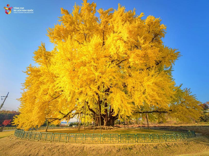 Tổng cục Du lịch Hàn Quốc đưa game thủ nổi tiếng Morgan đến Việt Nam - Ảnh 4.