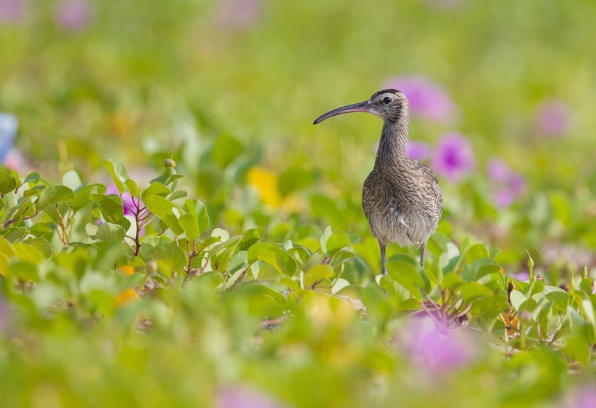 Cuộc sống sau ống kính: Mùa chim nước đầu tiên và chiếc 'tripod chảo' - Ảnh 2.