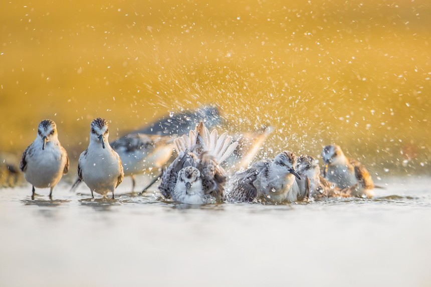 Cuộc sống sau ống kính: Mùa chim nước đầu tiên và chiếc 'tripod chảo' - Ảnh 3.