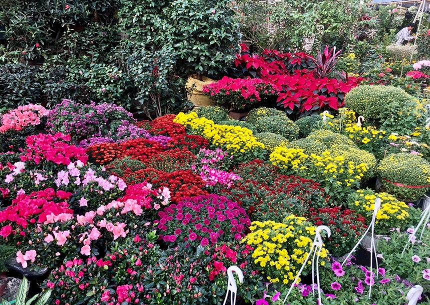 Mức giá cây cảnh gần Tết: Có tăng nhưng không nhiều - Ảnh 1.