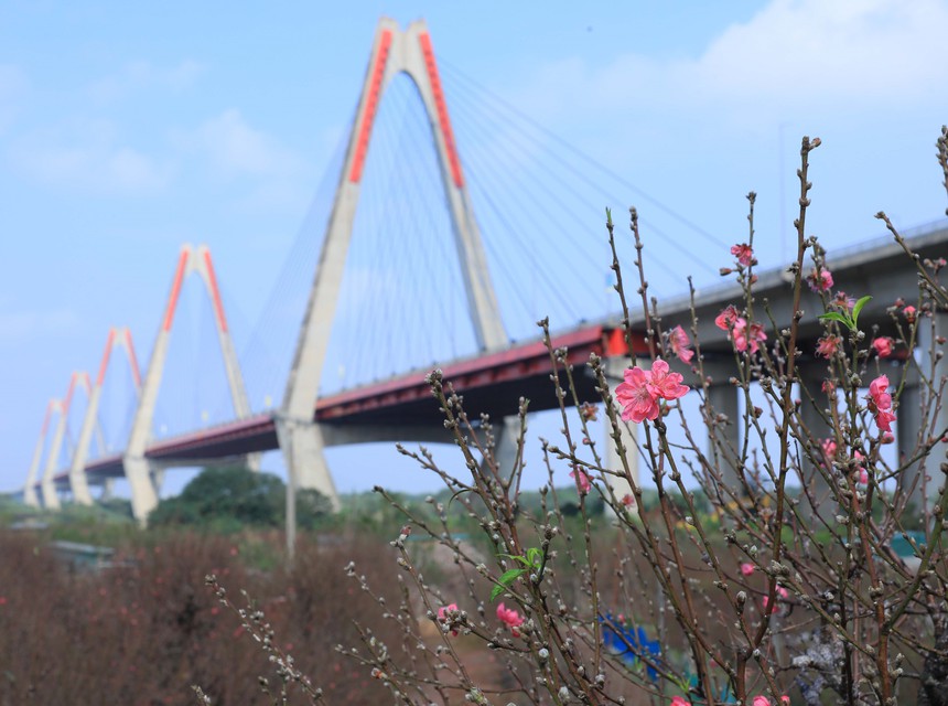 Nhộn nhịp làng đào Nhật Tân khi Tết đến, Xuân về - Ảnh 4.