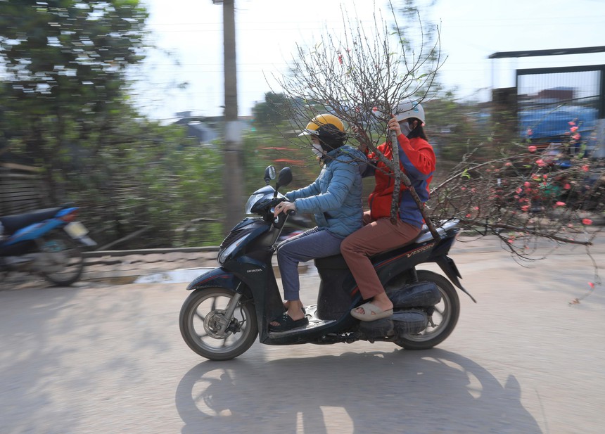 Nhộn nhịp làng đào Nhật Tân khi Tết đến, Xuân về - Ảnh 7.