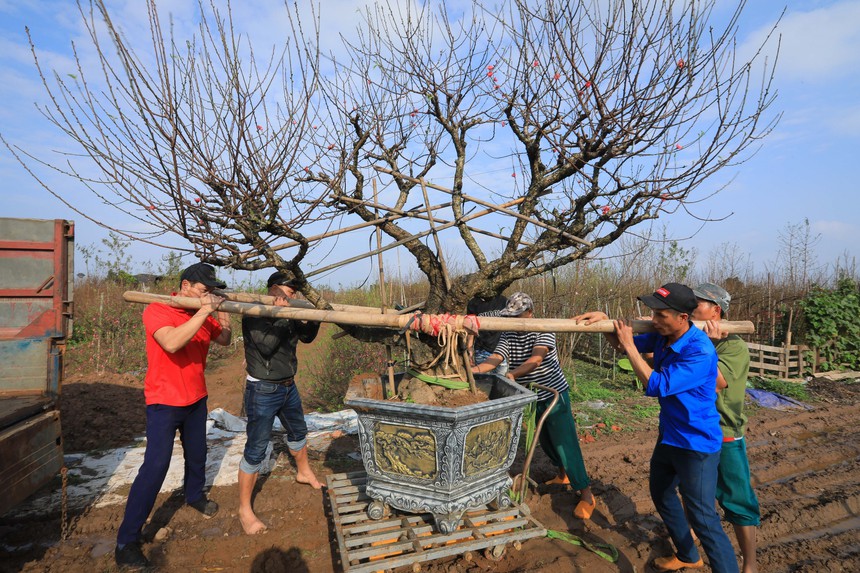 Nhộn nhịp làng đào Nhật Tân khi Tết đến, Xuân về - Ảnh 5.