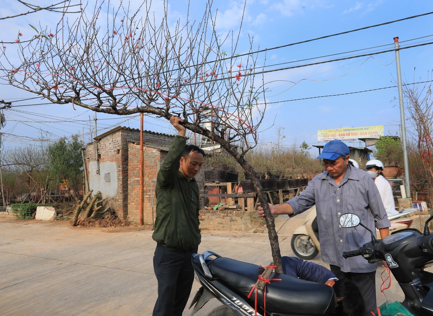 Nhộn nhịp làng đào Nhật Tân khi Tết đến, Xuân về - Ảnh 6.