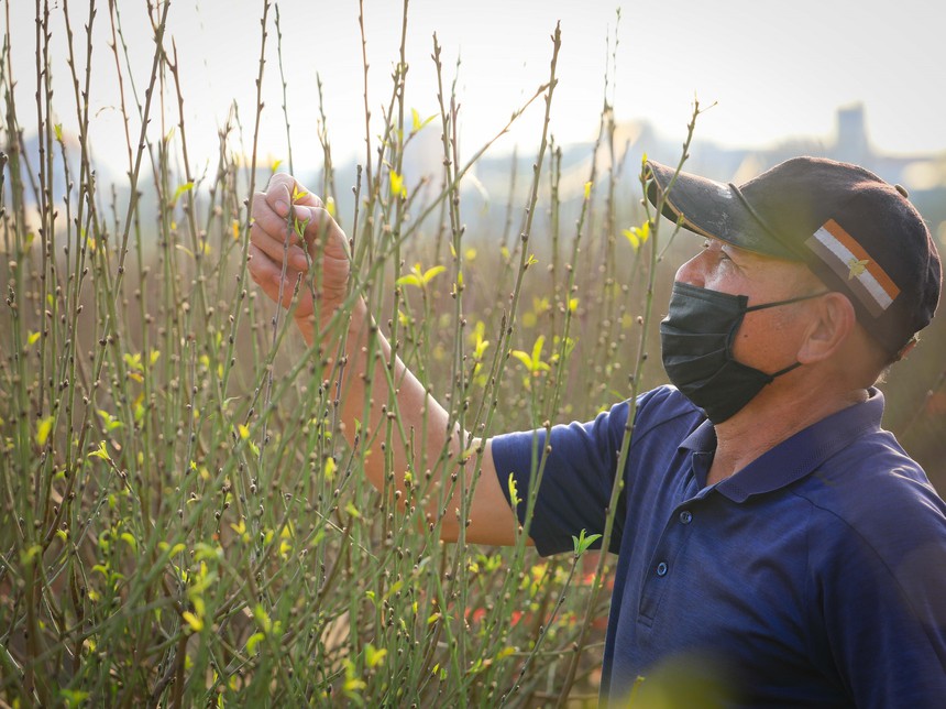 Nhộn nhịp làng đào Nhật Tân khi Tết đến, Xuân về - Ảnh 1.