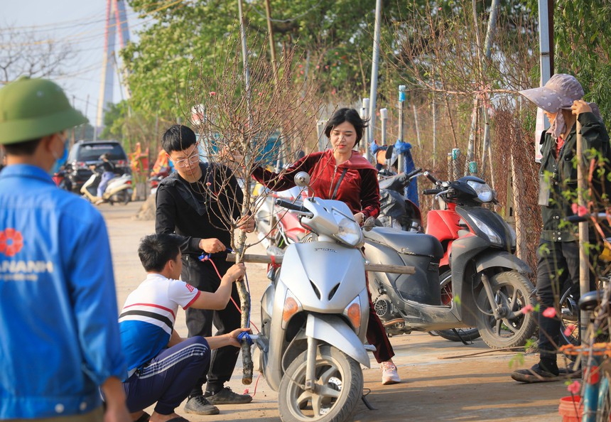 Nhộn nhịp làng đào Nhật Tân khi Tết đến, Xuân về - Ảnh 8.