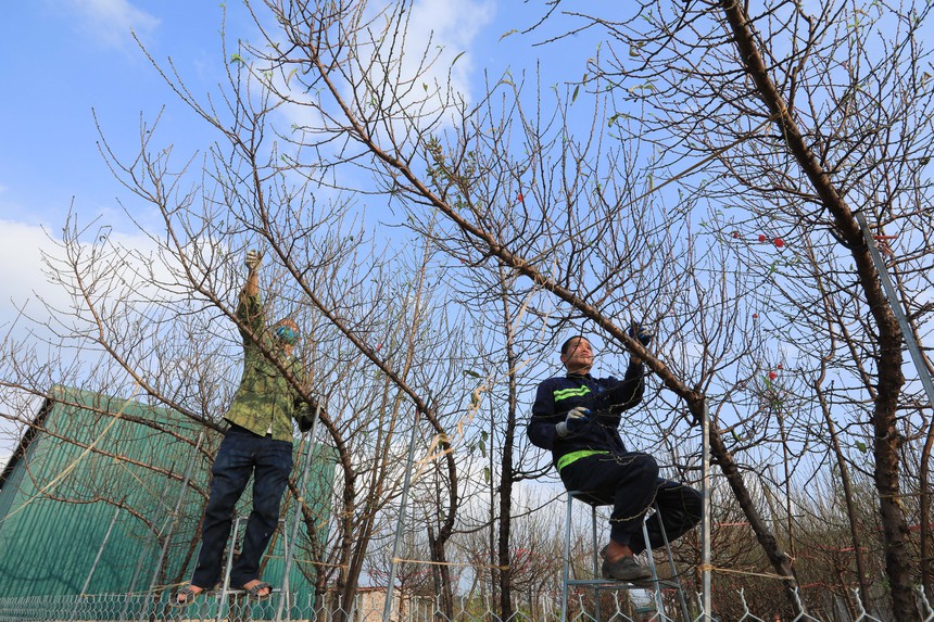 Nhộn nhịp làng đào Nhật Tân khi Tết đến, Xuân về - Ảnh 2.