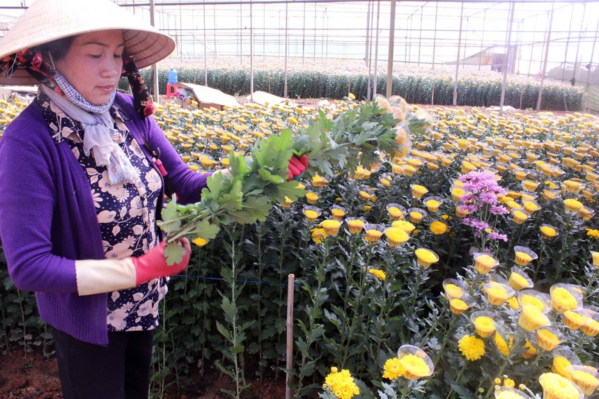 Thị trường hoa Đà Lạt trầm lắng dịp cận Tết - Ảnh 1.