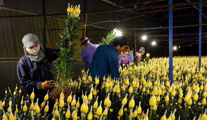 Thị trường hoa Đà Lạt trầm lắng dịp cận Tết - Ảnh 3.