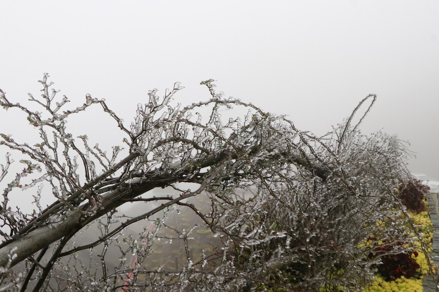 Băng giá xuất hiện trên đỉnh Ô Quý Hồ - Ảnh 1. Băng giá xuất hiện trên đỉnh Ô Quý Hồ - Ảnh 1.