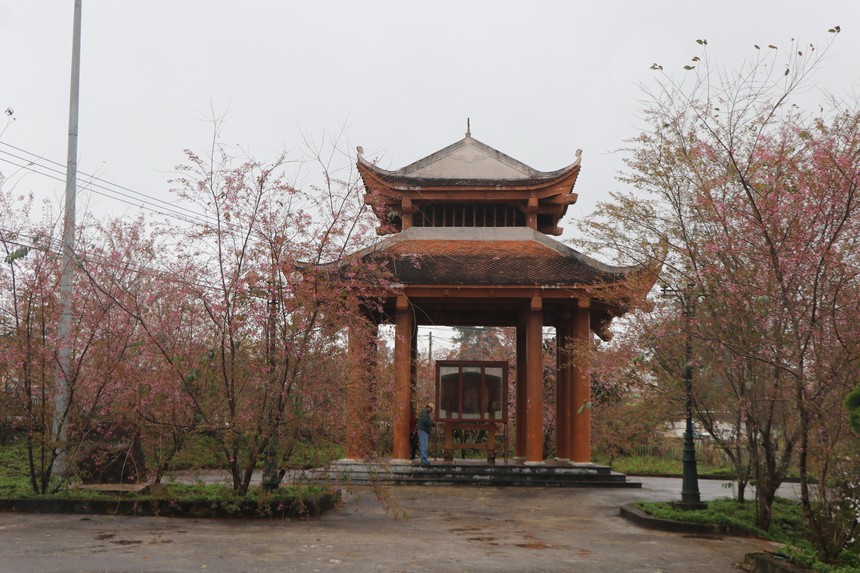 Phát triển Măng Đen thành thị trấn hoa Anh đào, bốn mùa hoa nở - Ảnh 1. Phát triển Măng Đen thành thị trấn hoa Anh đào, bốn mùa hoa nở - Ảnh 1.