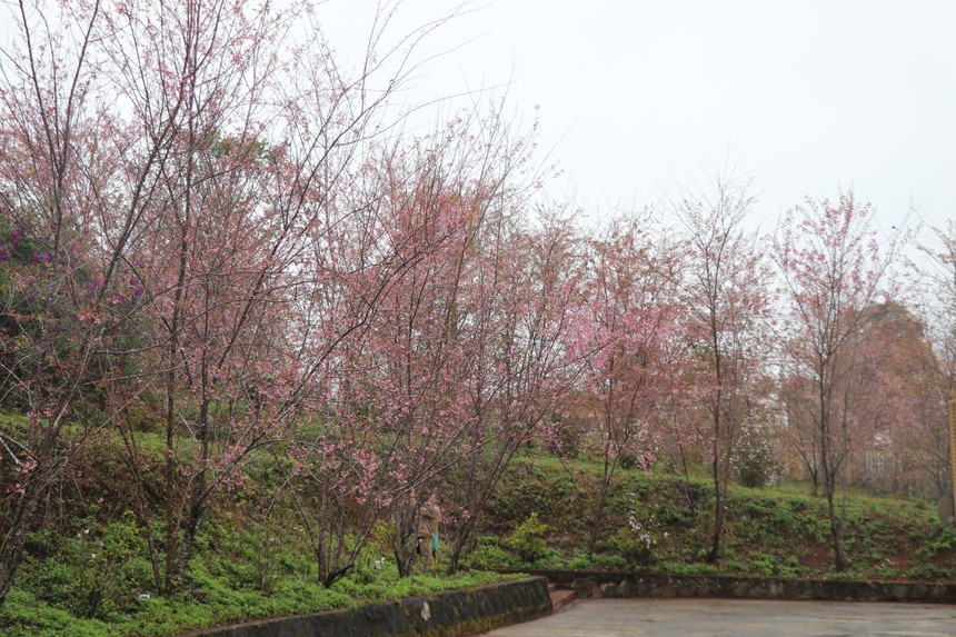 Phát triển Măng Đen thành thị trấn hoa Anh đào, bốn mùa hoa nở - Ảnh 3. Phát triển Măng Đen thành thị trấn hoa Anh đào, bốn mùa hoa nở - Ảnh 3.