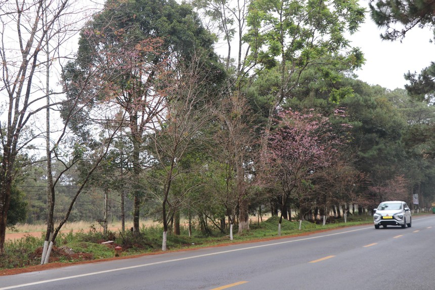 Phát triển Măng Đen thành thị trấn hoa Anh đào, bốn mùa hoa nở - Ảnh 6. Phát triển Măng Đen thành thị trấn hoa Anh đào, bốn mùa hoa nở - Ảnh 6.