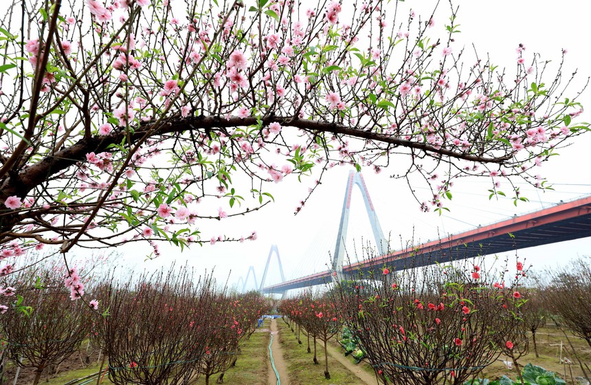 Đào Nhật Tân khoe sắc đón Xuân Giáp Thìn - Ảnh 6. Đào Nhật Tân khoe sắc đón Xuân Giáp Thìn - Ảnh 6.