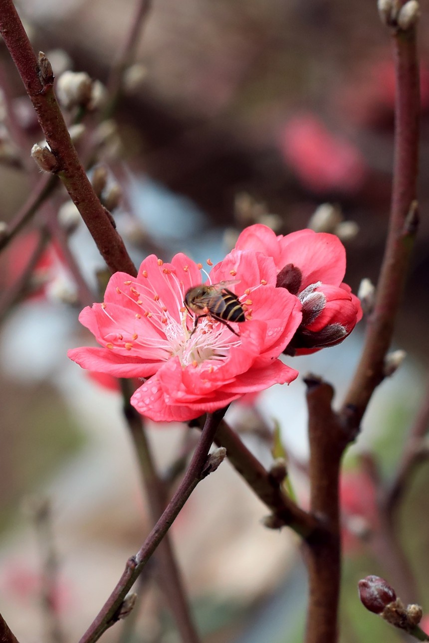 Đào Nhật Tân khoe sắc đón Xuân Giáp Thìn - Ảnh 4. Đào Nhật Tân khoe sắc đón Xuân Giáp Thìn - Ảnh 4.