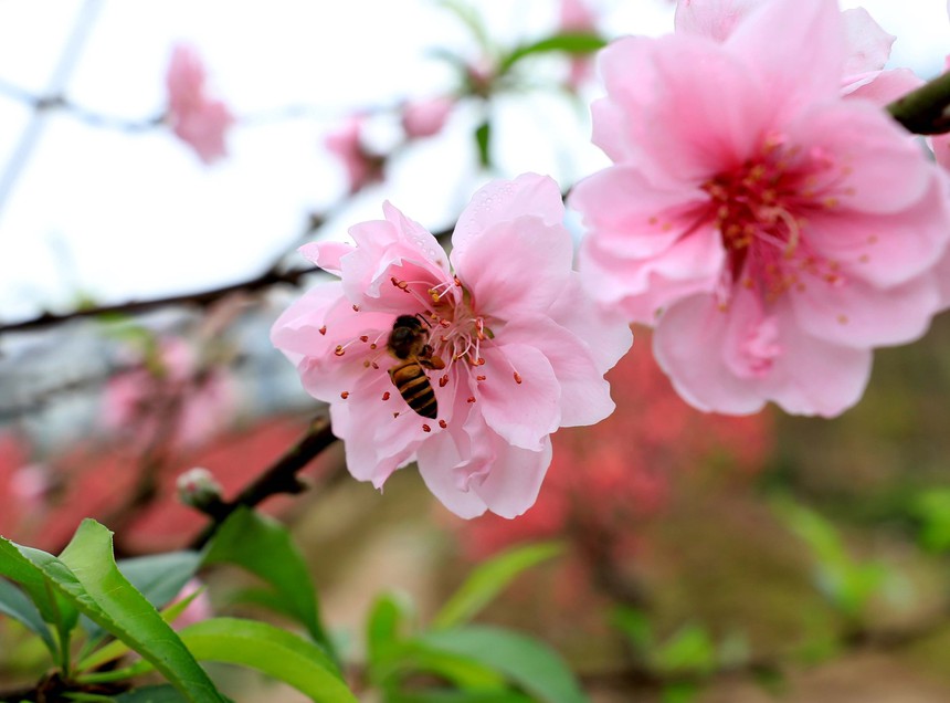 Đào Nhật Tân khoe sắc đón Xuân Giáp Thìn - Ảnh 5. Đào Nhật Tân khoe sắc đón Xuân Giáp Thìn - Ảnh 5.