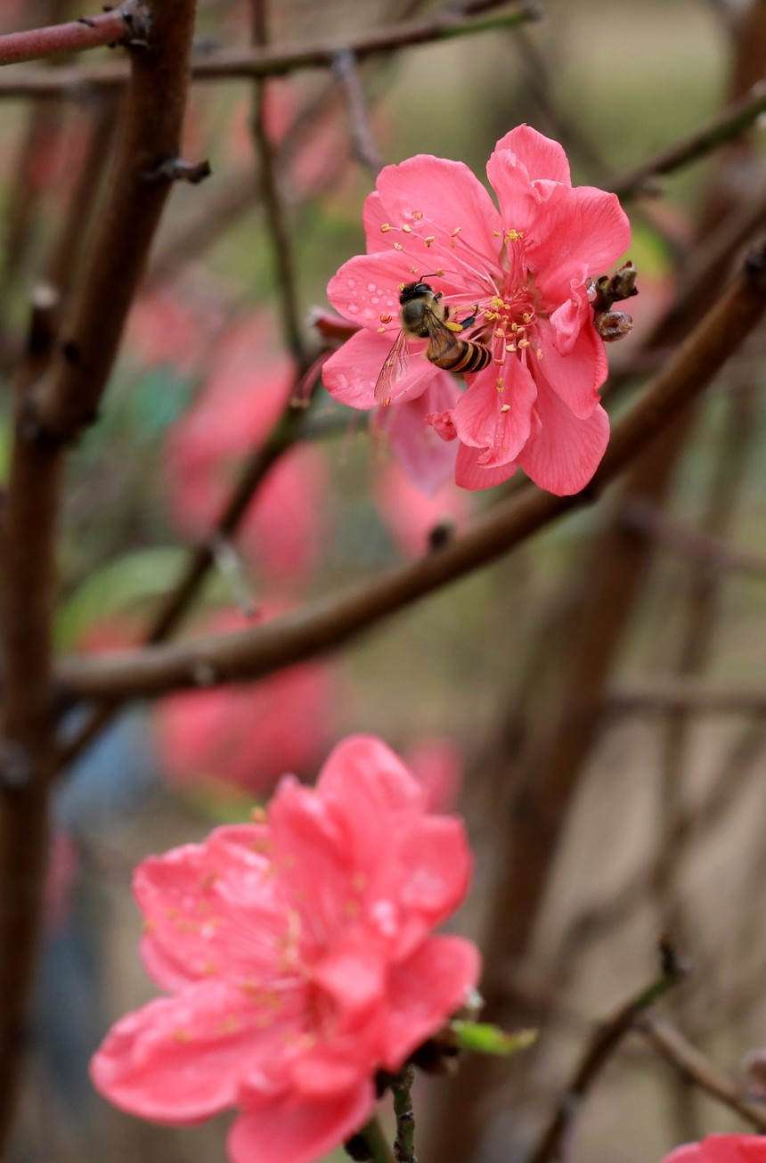 Đào Nhật Tân khoe sắc đón Xuân Giáp Thìn - Ảnh 2. Đào Nhật Tân khoe sắc đón Xuân Giáp Thìn - Ảnh 2.