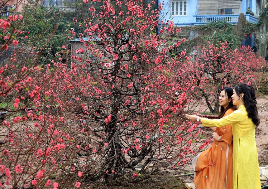 Đào Nhật Tân khoe sắc đón Xuân Giáp Thìn - Ảnh 9. Đào Nhật Tân khoe sắc đón Xuân Giáp Thìn - Ảnh 9.