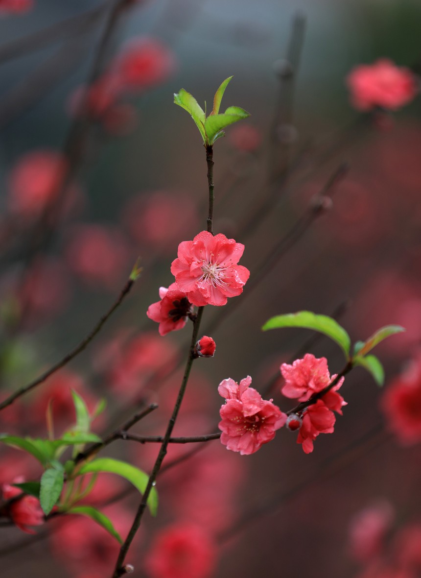 Đào Nhật Tân khoe sắc đón Xuân Giáp Thìn - Ảnh 1. Đào Nhật Tân khoe sắc đón Xuân Giáp Thìn - Ảnh 1.