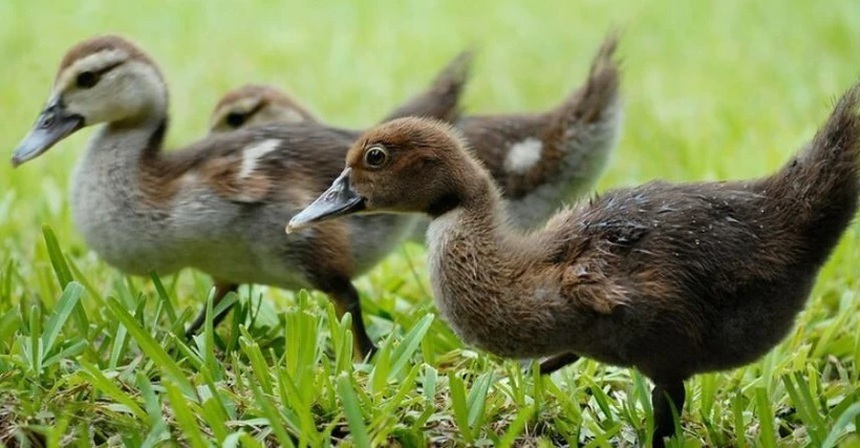 Pháp phát hiện ổ dịch cúm gia cầm độc lực cao tại trang trại nuôi vịt - Ảnh 1.