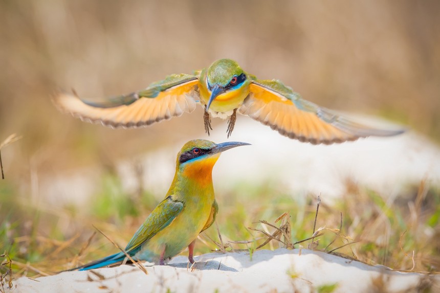 Cuộc sống sau ống kính: Chuyện cảm động về trảu đuôi xanh - Ảnh 1. Cuộc sống sau ống kính: Chuyện cảm động về trảu đuôi xanh - Ảnh 1.