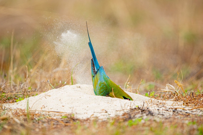 Cuộc sống sau ống kính: Chuyện cảm động về trảu đuôi xanh - Ảnh 2. Cuộc sống sau ống kính: Chuyện cảm động về trảu đuôi xanh - Ảnh 2.