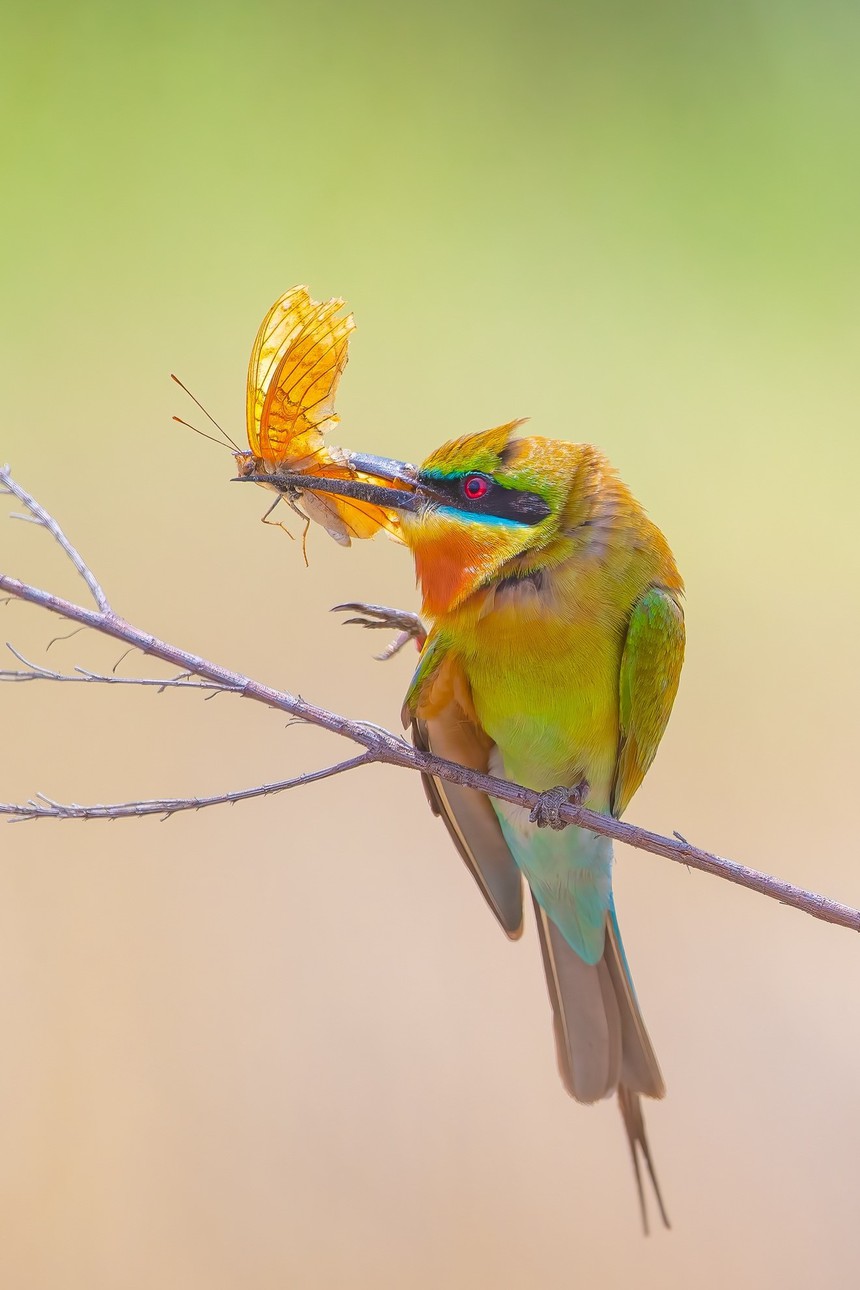 Cuộc sống sau ống kính: Chuyện cảm động về trảu đuôi xanh - Ảnh 3. Cuộc sống sau ống kính: Chuyện cảm động về trảu đuôi xanh - Ảnh 3.