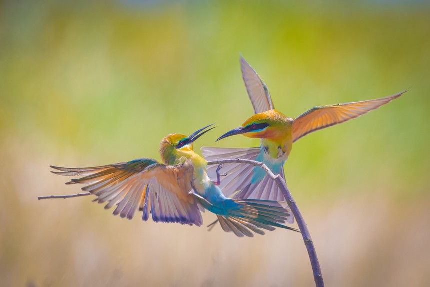 Cuộc sống sau ống kính: Chuyện cảm động về trảu đuôi xanh - Ảnh 4. Cuộc sống sau ống kính: Chuyện cảm động về trảu đuôi xanh - Ảnh 4.