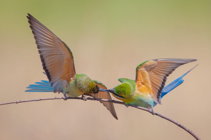 Cuộc sống sau ống kính: Chuyện cảm động về trảu đuôi xanh - Ảnh 6. Cuộc sống sau ống kính: Chuyện cảm động về trảu đuôi xanh - Ảnh 6.