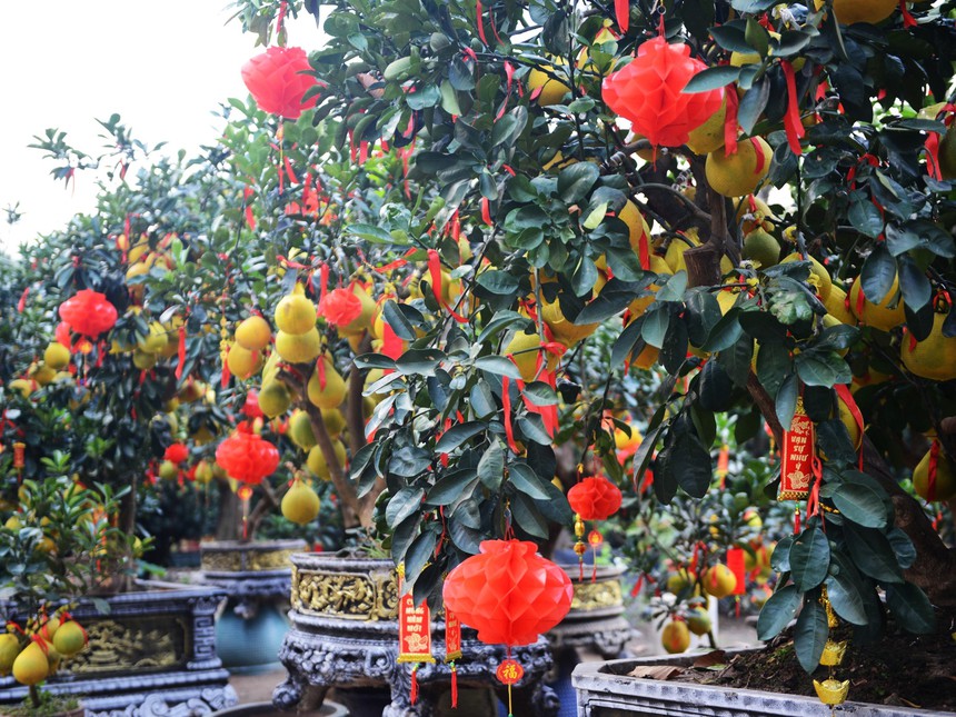 Bưởi Diễn vào thành phố Hồ Chí Minh phục vụ Tết Nguyên đán 2024 - Ảnh 1.