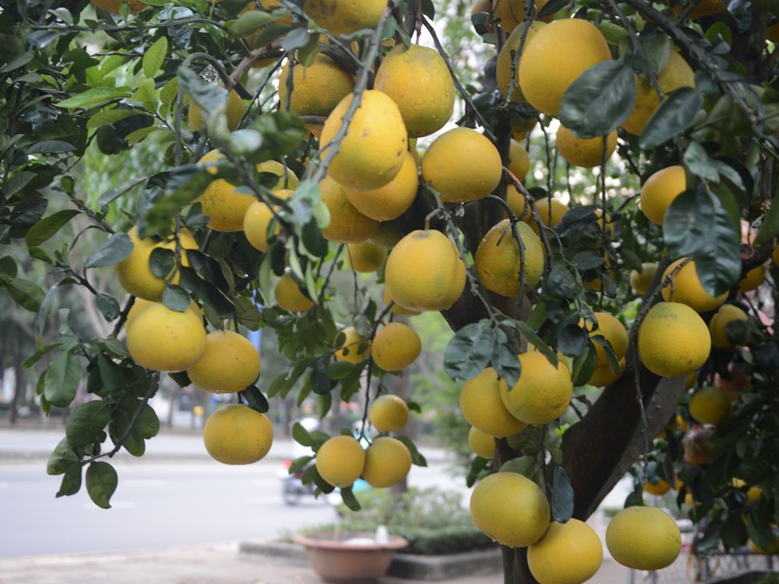 Bưởi Diễn vào thành phố Hồ Chí Minh phục vụ Tết Nguyên đán 2024 - Ảnh 2.