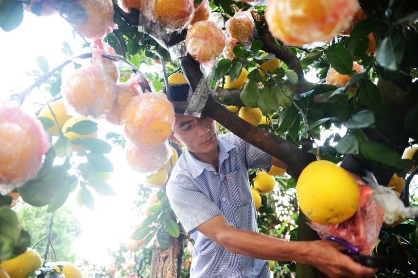 Bưởi Diễn vào thành phố Hồ Chí Minh phục vụ Tết Nguyên đán 2024 - Ảnh 3.